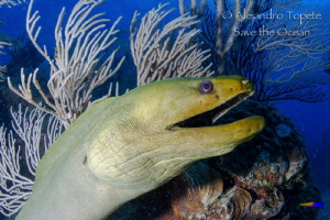 Green Morey in the Reef, San Pedro Belize by Alejandro Topete 